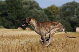 DOGUE ALLEMAND 335